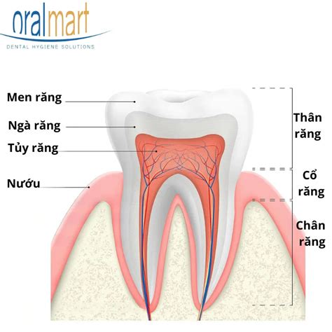 cấu tạo răng hàm
